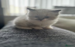 Ragdoll cats for sale: ✨ stunning GCCF Ragdolls ✨ - Image 9