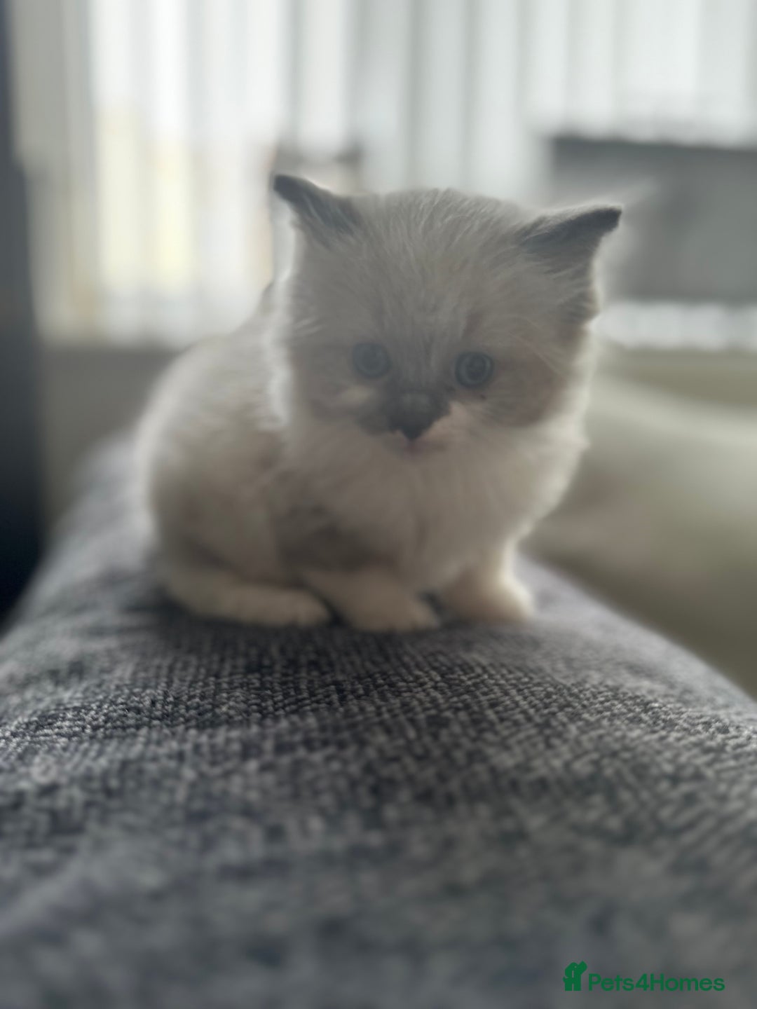 Ragdoll cats for sale: ✨ stunning GCCF Ragdolls ✨ - Image 9