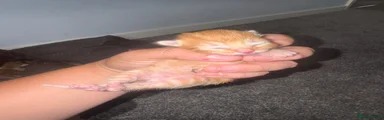 Mixed Breed 2