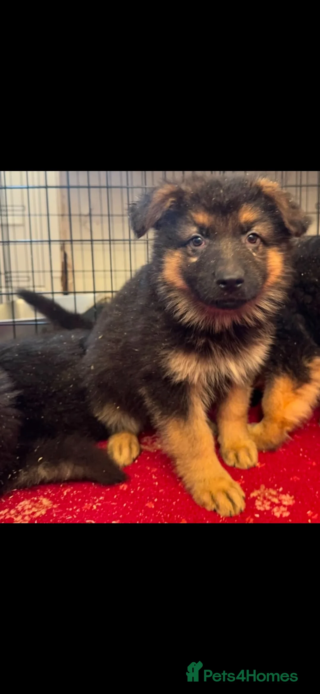 German Shepherd dogs for sale: German shepherd puppies  - Advert 2