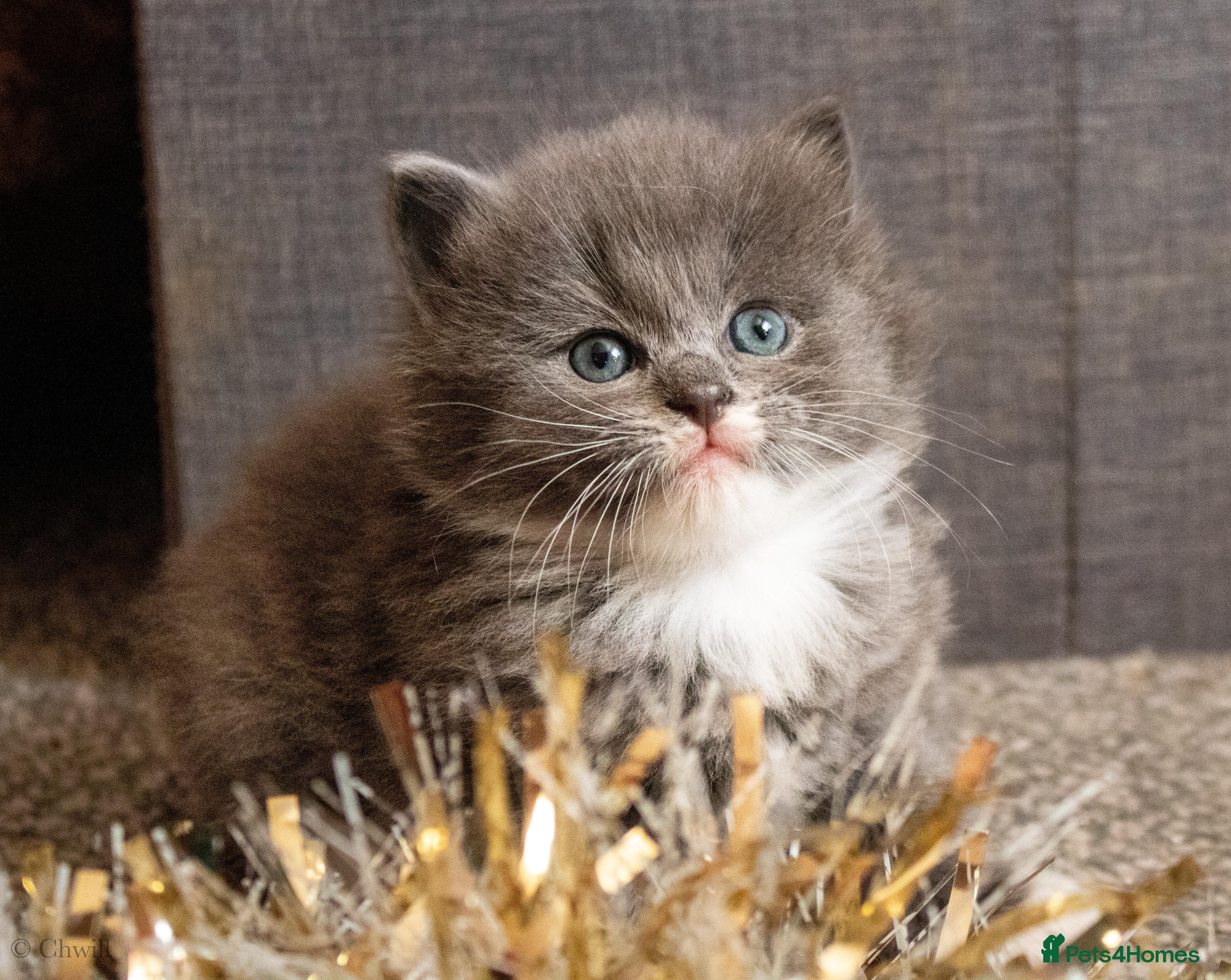 Ragdoll cats Gorgeous silver tuxedo 7/8 ragdoll boy - Advert 13