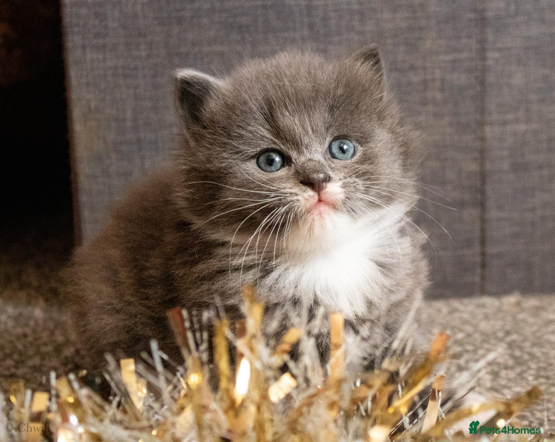 Ragdoll cats for sale: Gorgeous silver tuxedo 7/8 ragdoll boy - Advert 1