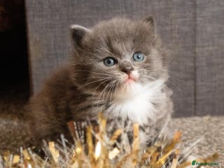 Ragdoll cats Gorgeous silver tuxedo 7/8 ragdoll boy - Advert 13