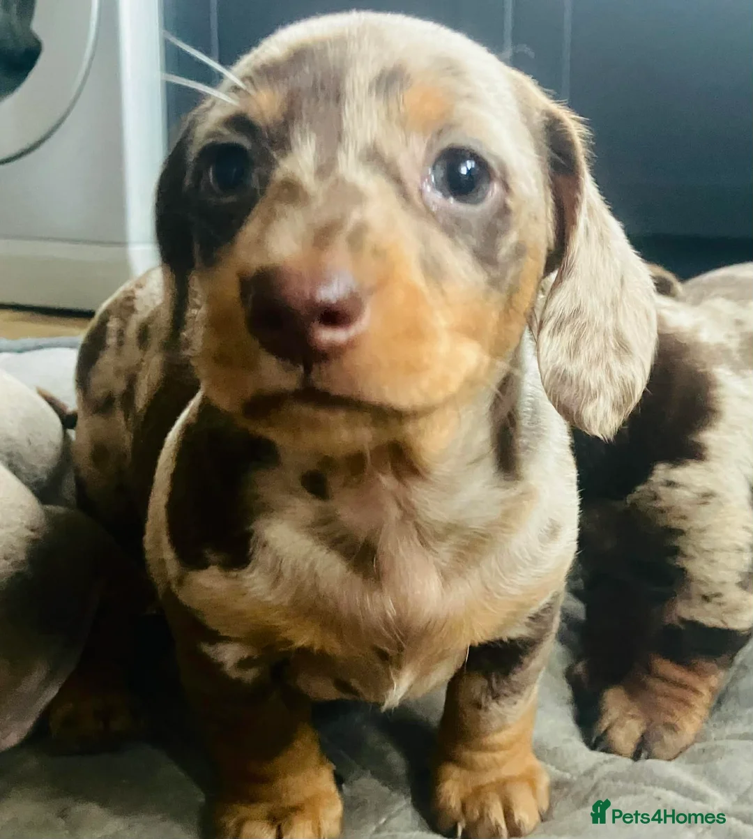 Miniature Dachshund dogs for sale: PRA Cord 1, DM, OI Clear Miniature Dachshund Pups - Advert 12