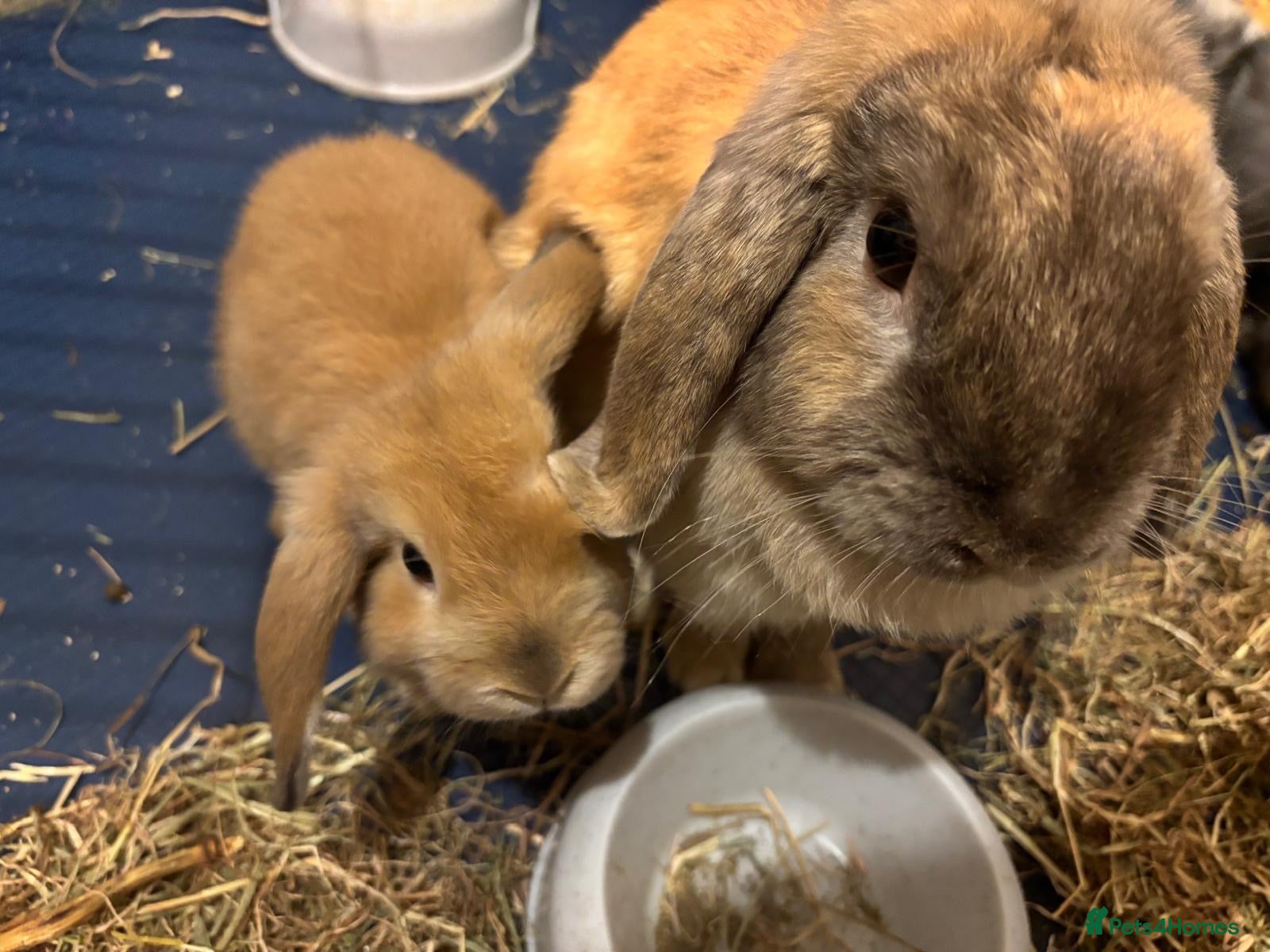 Mini Lop rabbits Gorgeous Mini Lop Babies Ready Now! - Advert 10
