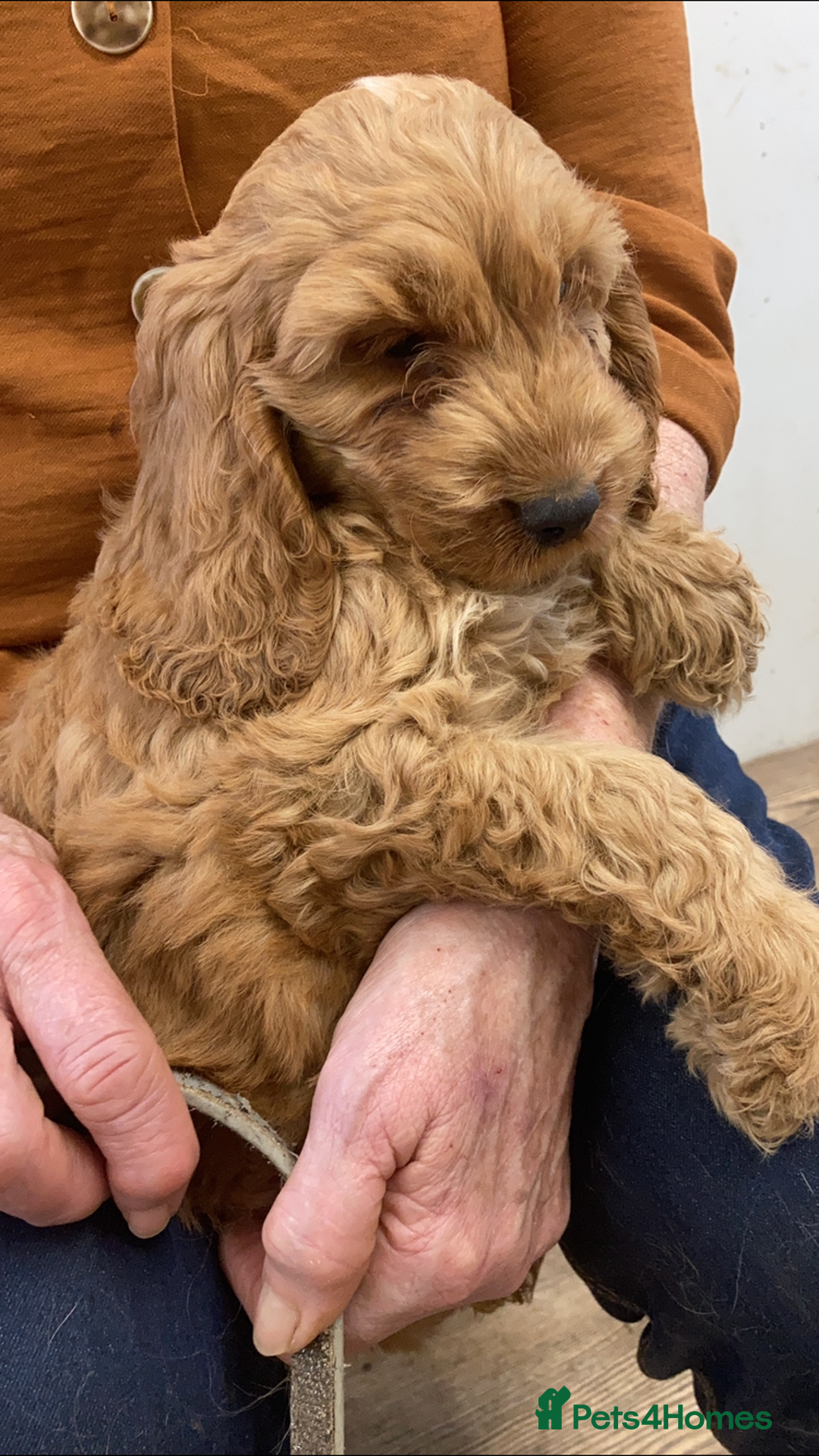 Cockapoo dogs for stud: Cockerpoo for stud  - Advert 12