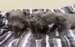 Whippet dogs for sale: Beautiful Whippets - Image 2