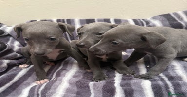 Whippet dogs - Advert 7