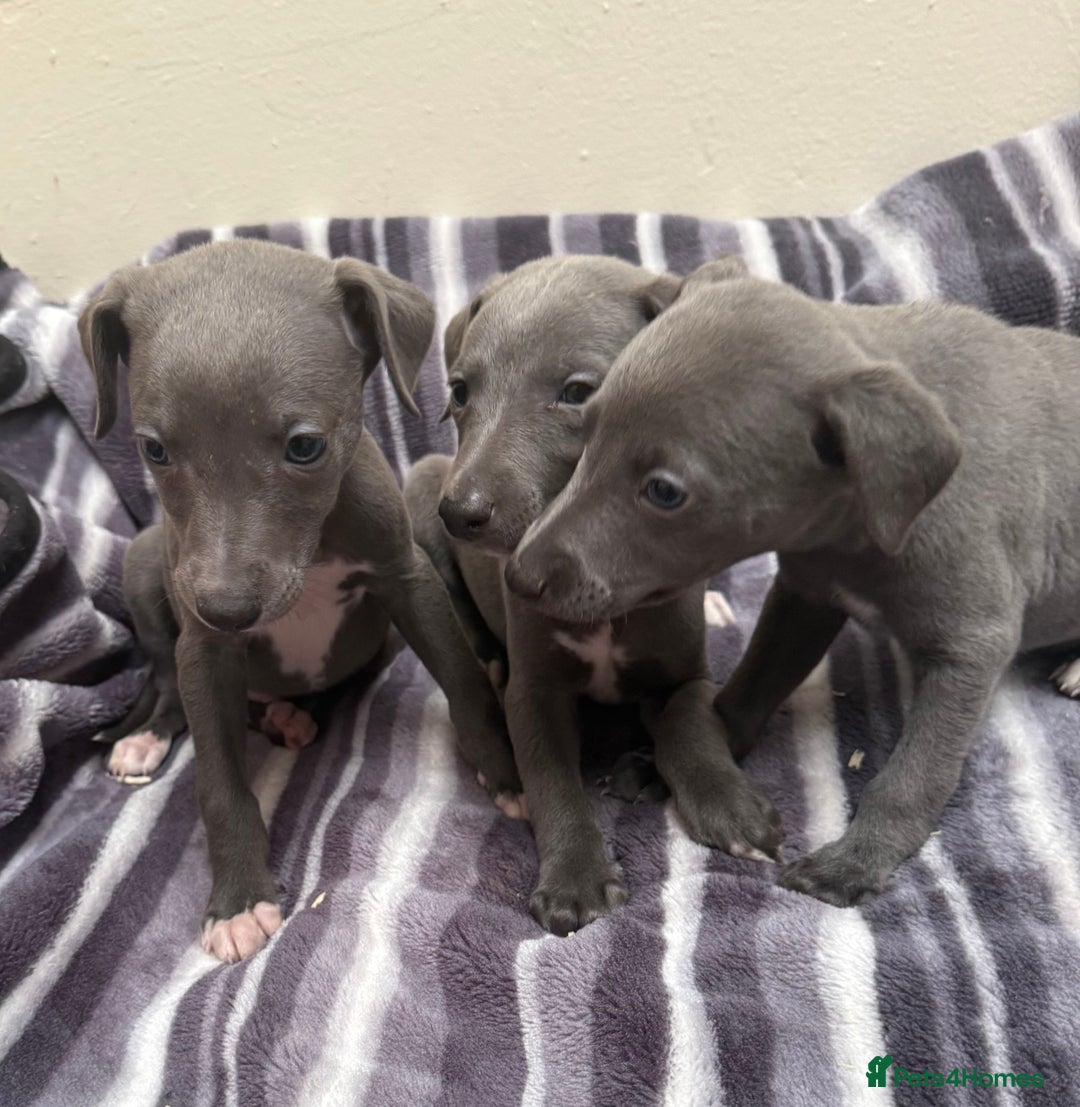 Whippet dogs for sale: Beautiful Whippets - Image 2