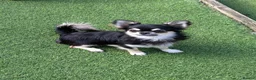 Chihuahua dogs for sale: Longcoat chihuahuas - Advert 7
