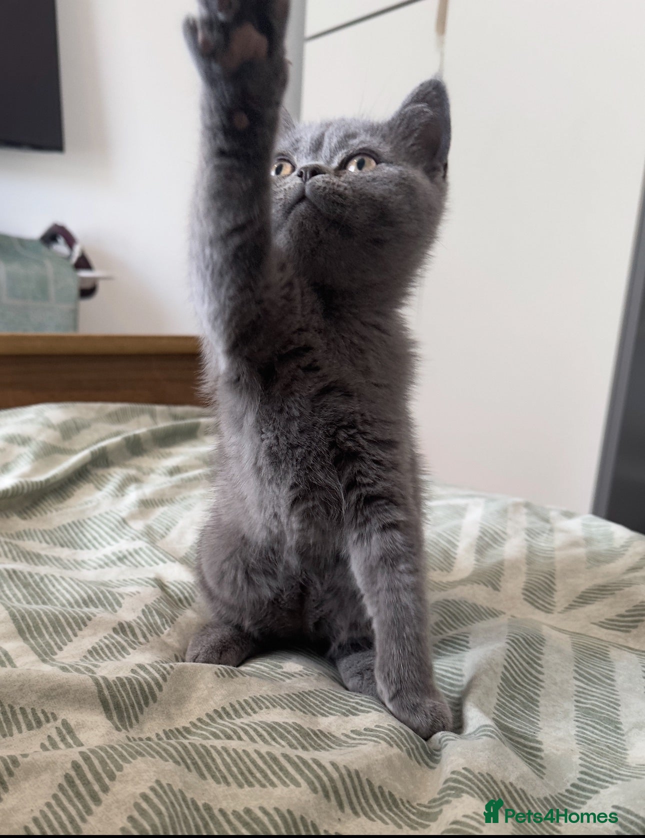 British Shorthair cats REDUCED BRITISH SHORTHAIRS FOR SALE  - Advert 9
