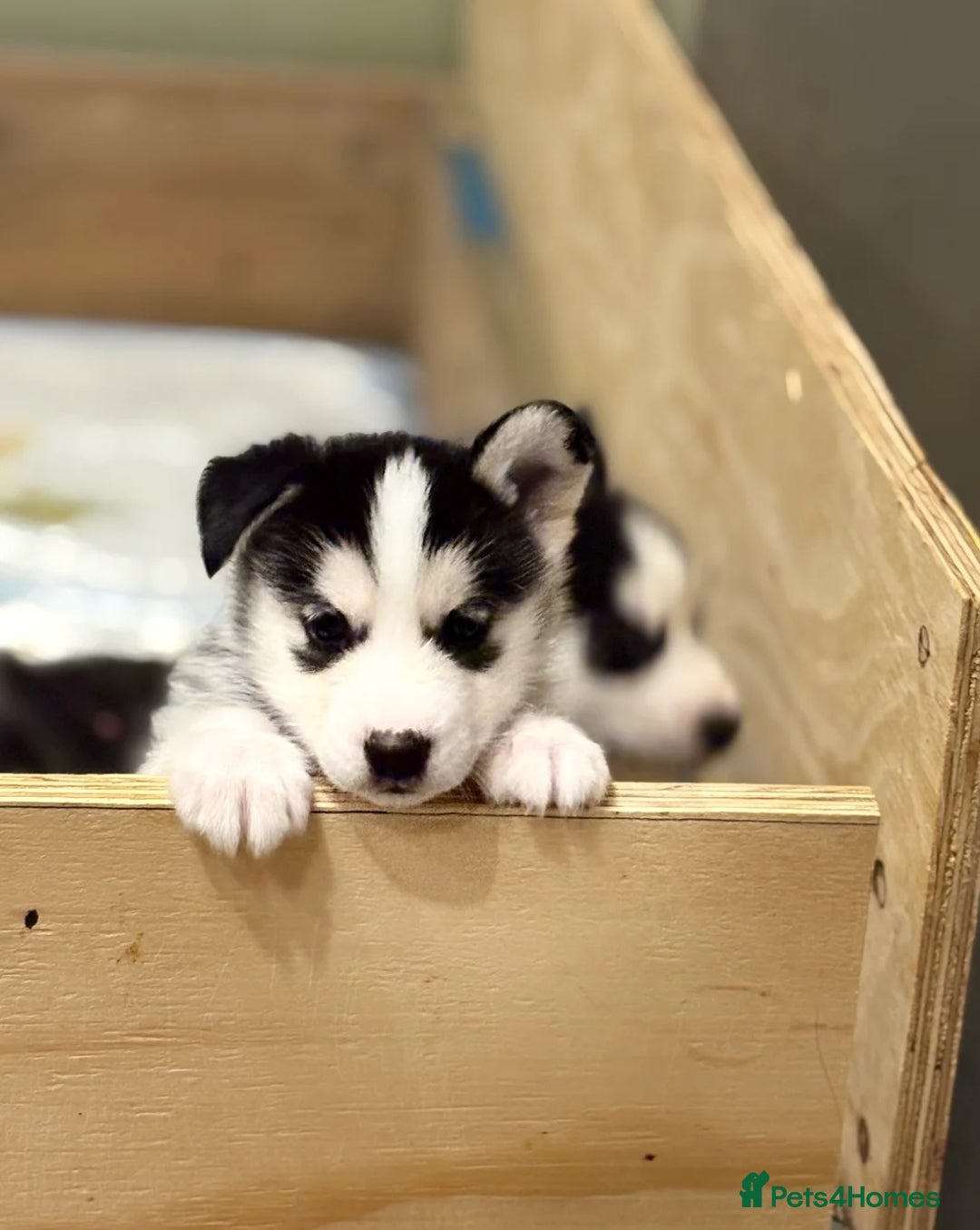 Siberian Husky dogs for sale: Siberian Huskies 2 male 4 female  - Advert 11