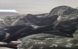 European cats for sale: 4 kittens ready to be rehomed now! - Image 10