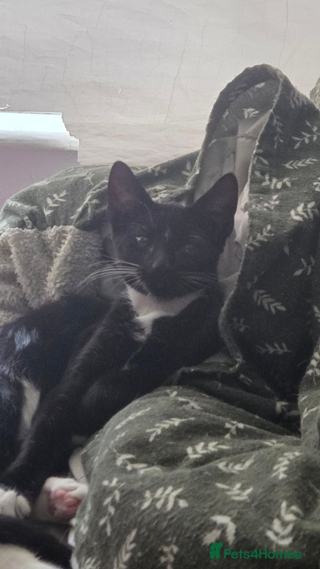 European cats for sale: 4 kittens ready to be rehomed now! - Image 10
