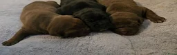Mixed Breed dogs for sale: F1 BULLADOR PUPPIES - Advert 26