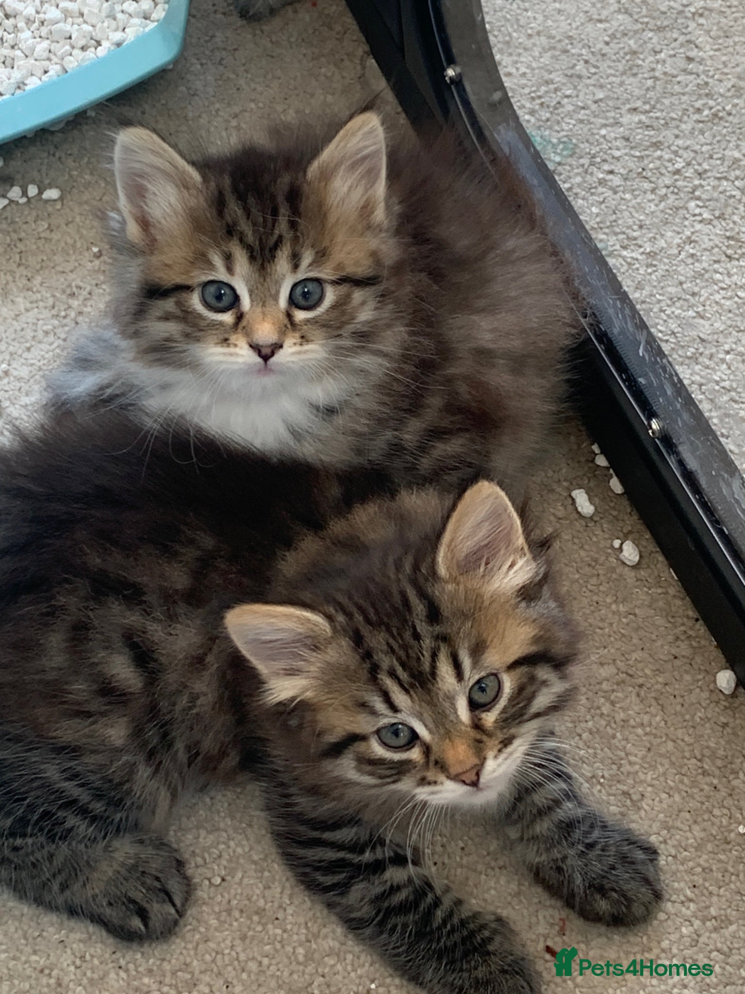 Siberian cats 2 gorgeous GCCF Registered Siberian Kittens - Advert 2