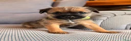 Border Terrier dogs for sale: 6 Beautiful Border Terrier Puppies SLEM CLEAR🐶 - Advert 3