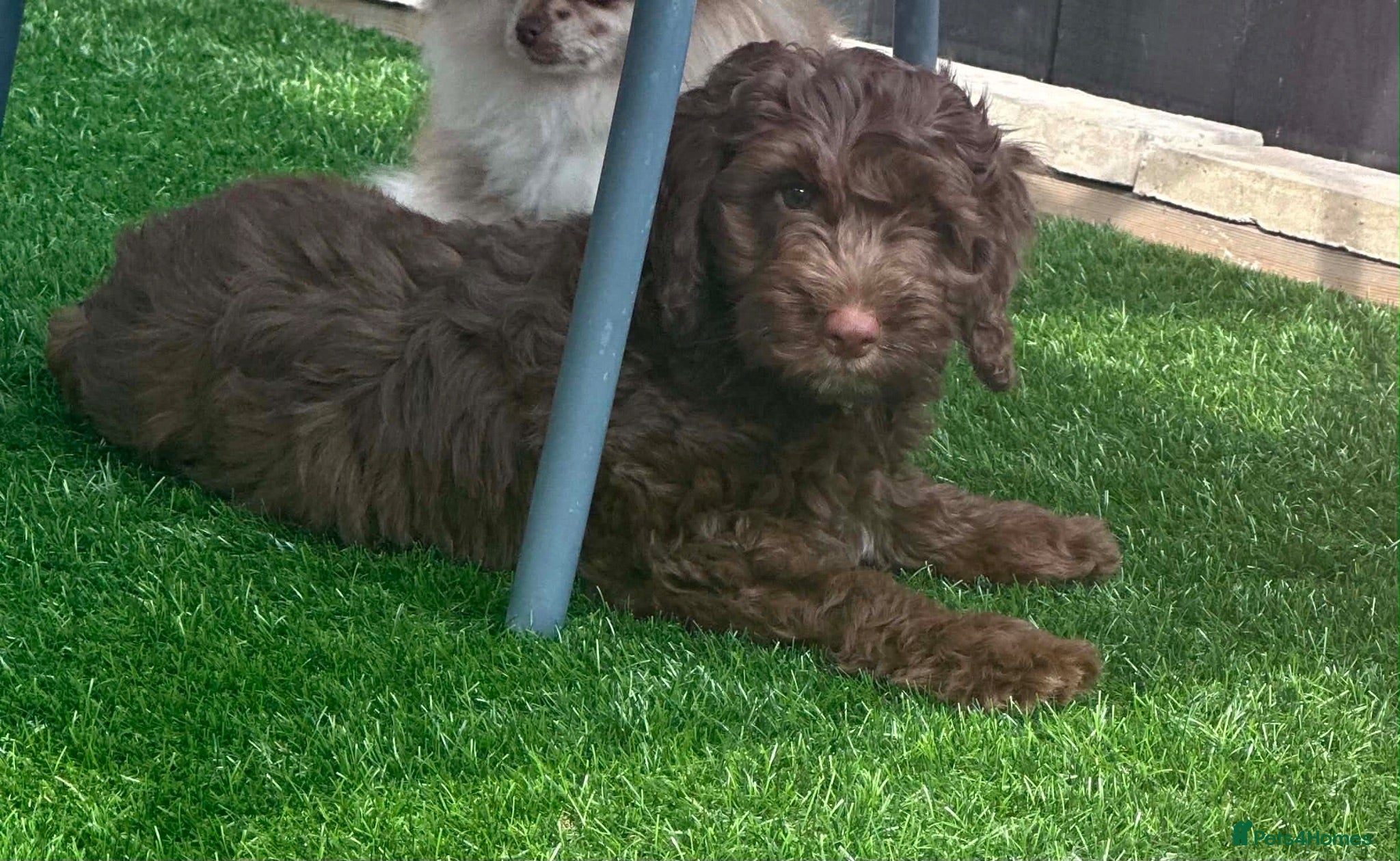 Cockapoo dogs F1 Cockerpoo Puppies - Advert 1