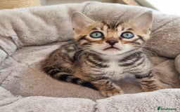 Bengal cats for sale: TICA Registered Bengal Kittens–Ready Nov 2025 🐾 - Image 30