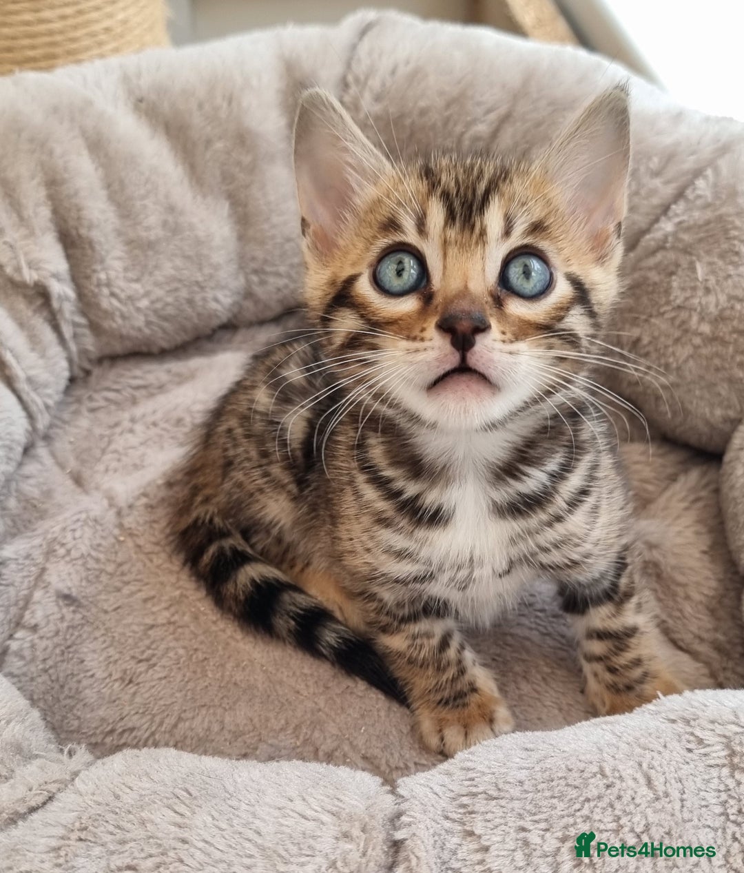 Bengal cats for sale: TICA Registered Bengal Kittens–Ready Nov 2025 🐾 - Image 30