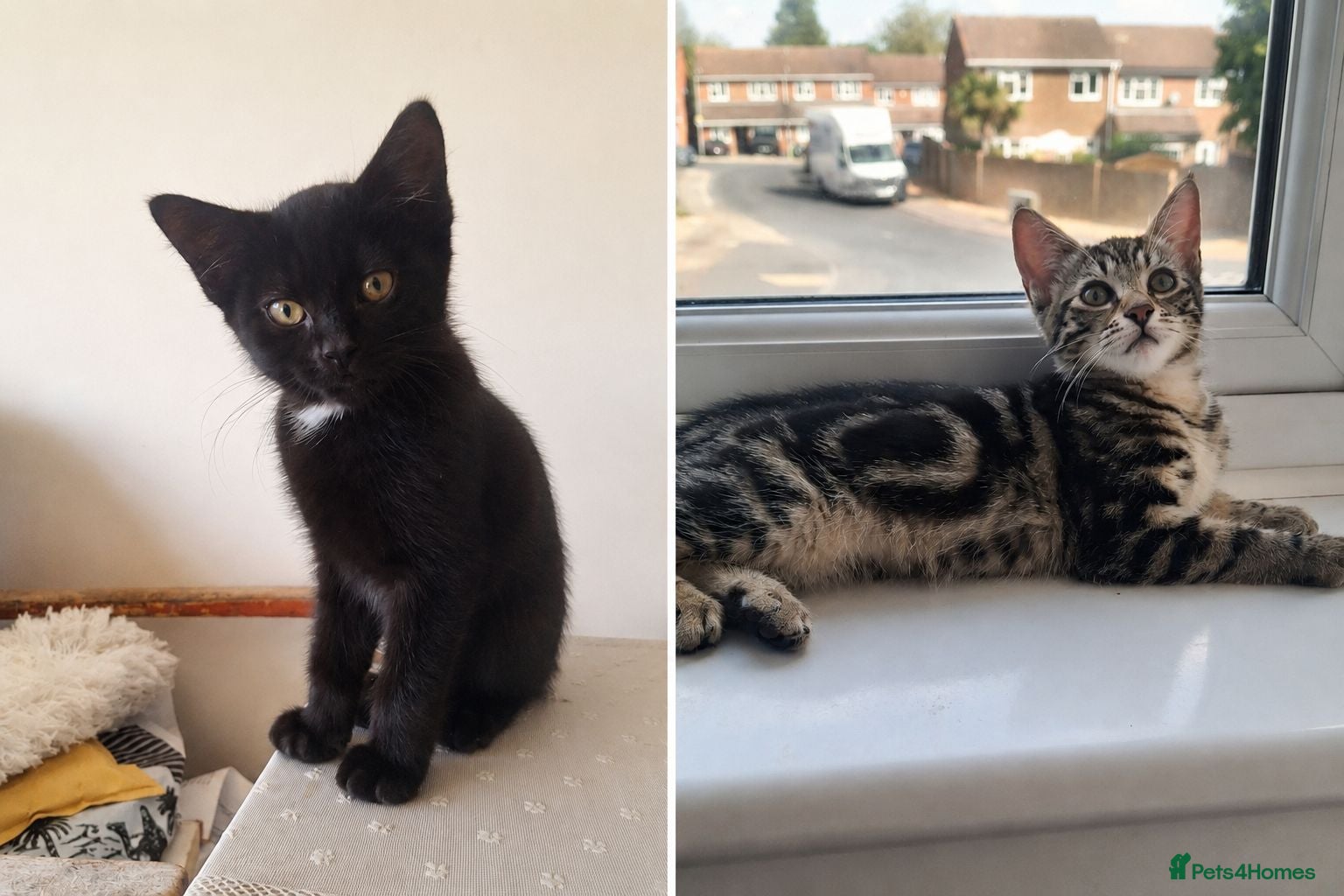 Domestic Shorthair cats Russian Blue × Bengal Mixed Kittens – 4 available - Advert 3