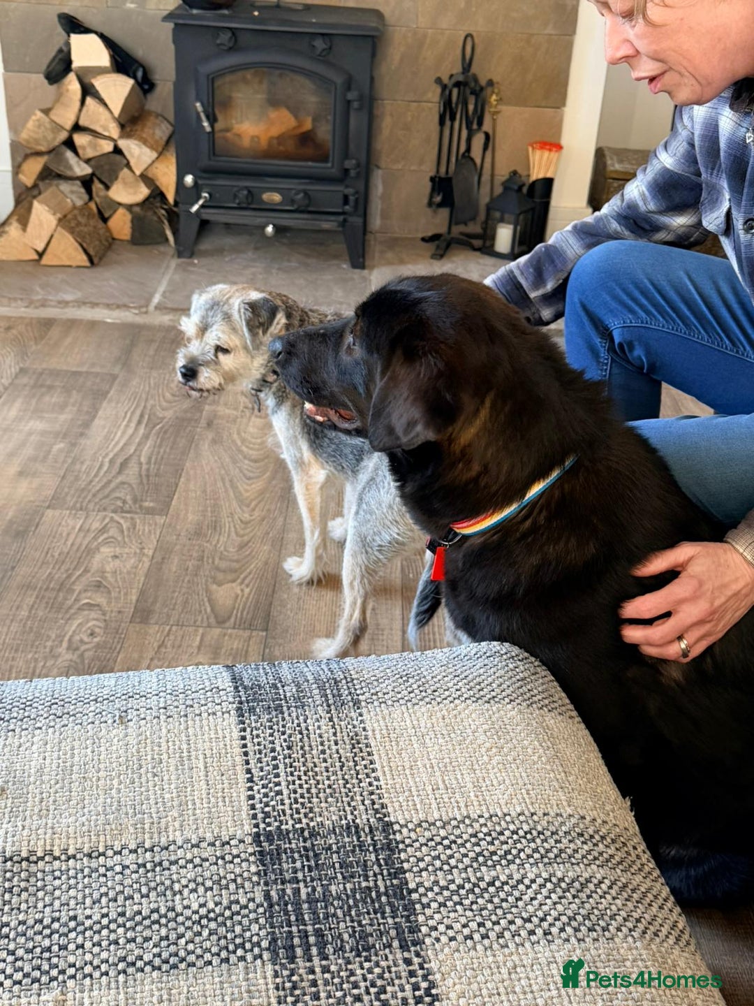 Mixed Breed dogs for adoption: 🌸 MABEL - Quiet, Sweet, a Beautiful Soul - Advert 8