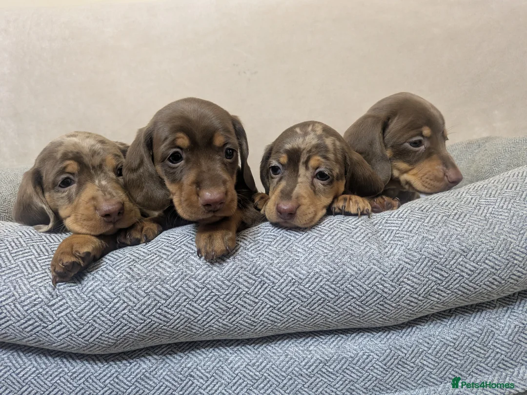 Miniature Dachshund dogs for sale: Miniature Dachshund puppys - Advert 2