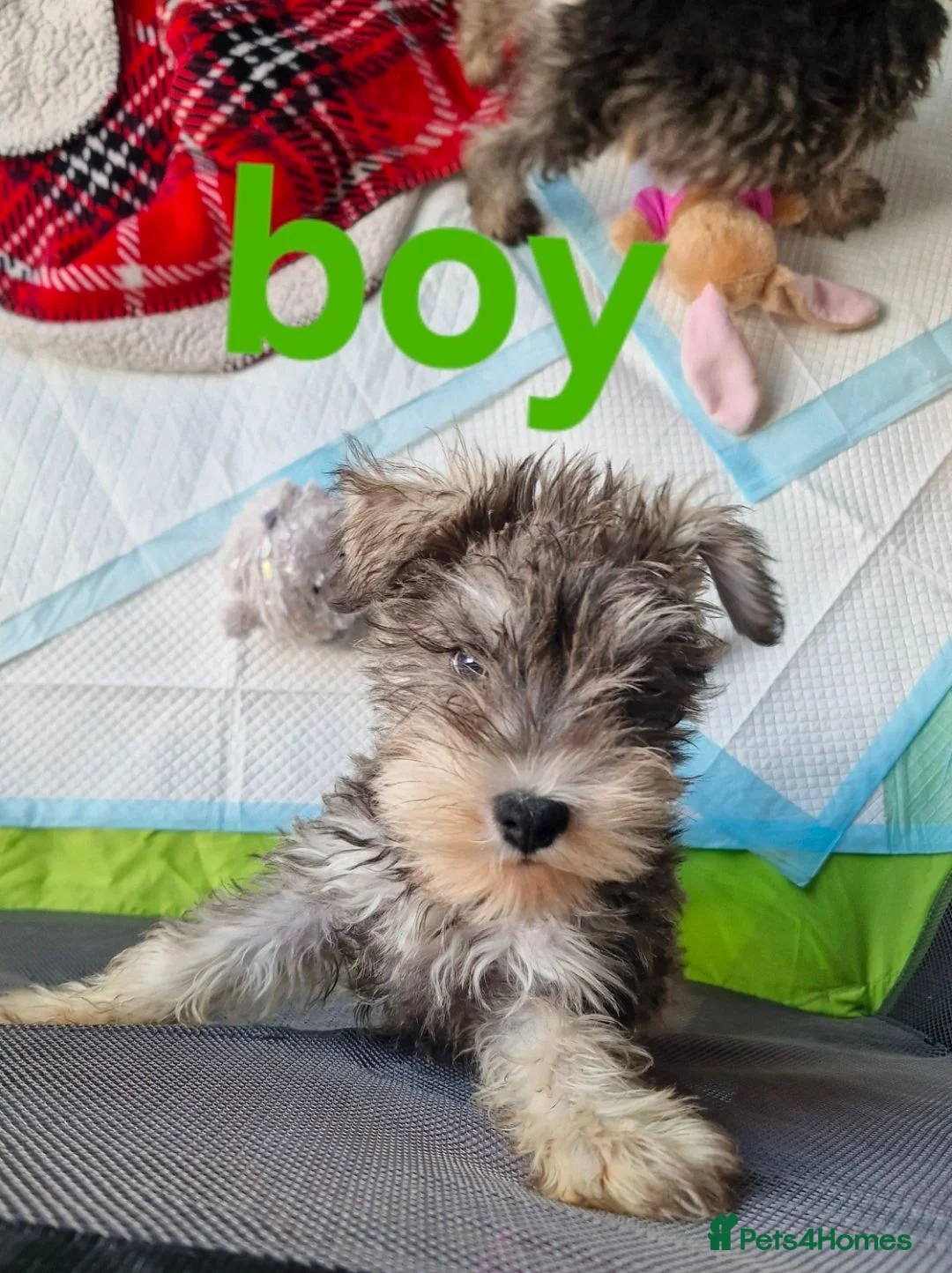 Miniature Schnauzer dogs for sale: 3 beautiful puppies left  - Advert 2