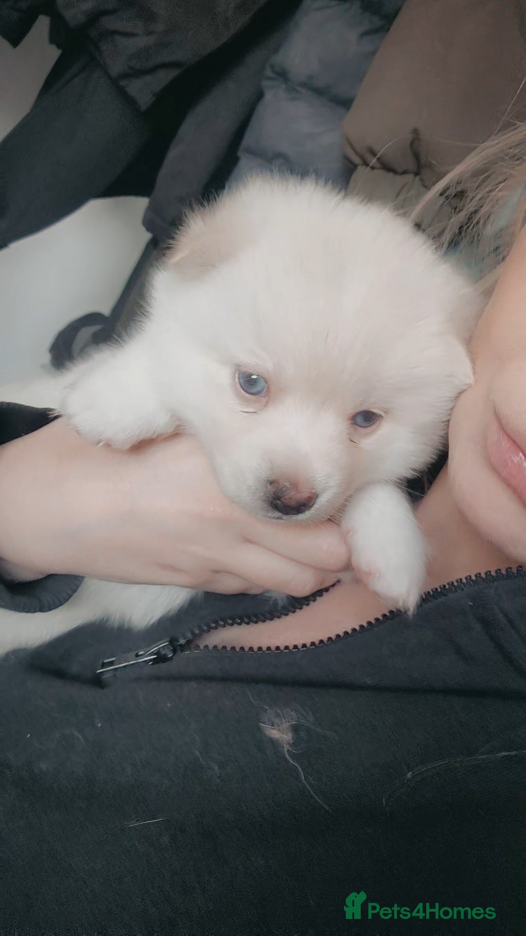 Pomsky dogs Toy size pomsky puppies  - Advert 4