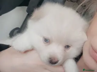 Pomsky dogs Toy size pomsky puppies - Advert 4