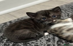 Bengal cats for sale: Gorgeous Bengal X Kittens!! - Image 1