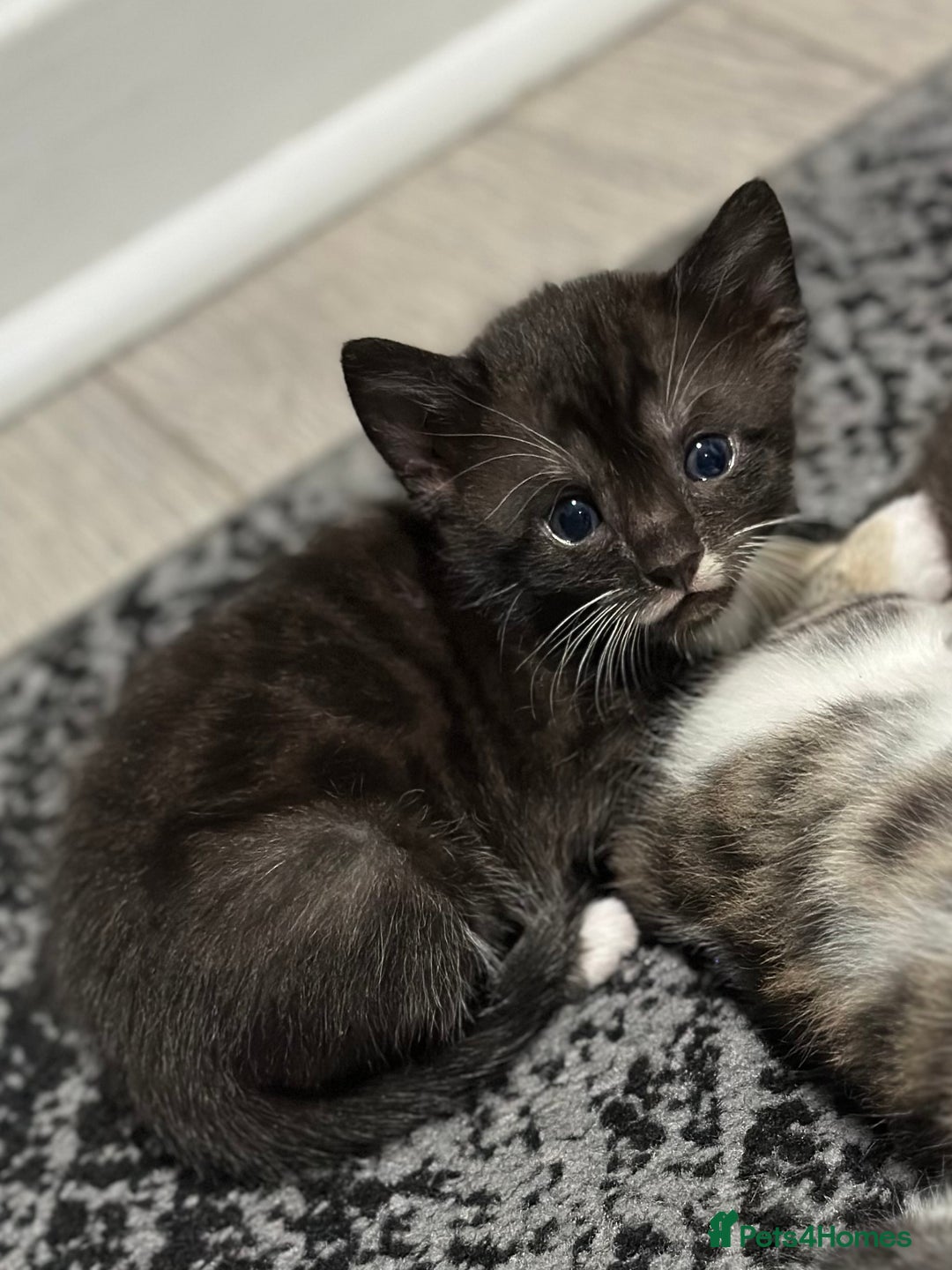 Bengal cats for sale: Gorgeous Bengal X Kittens!! - Image 1