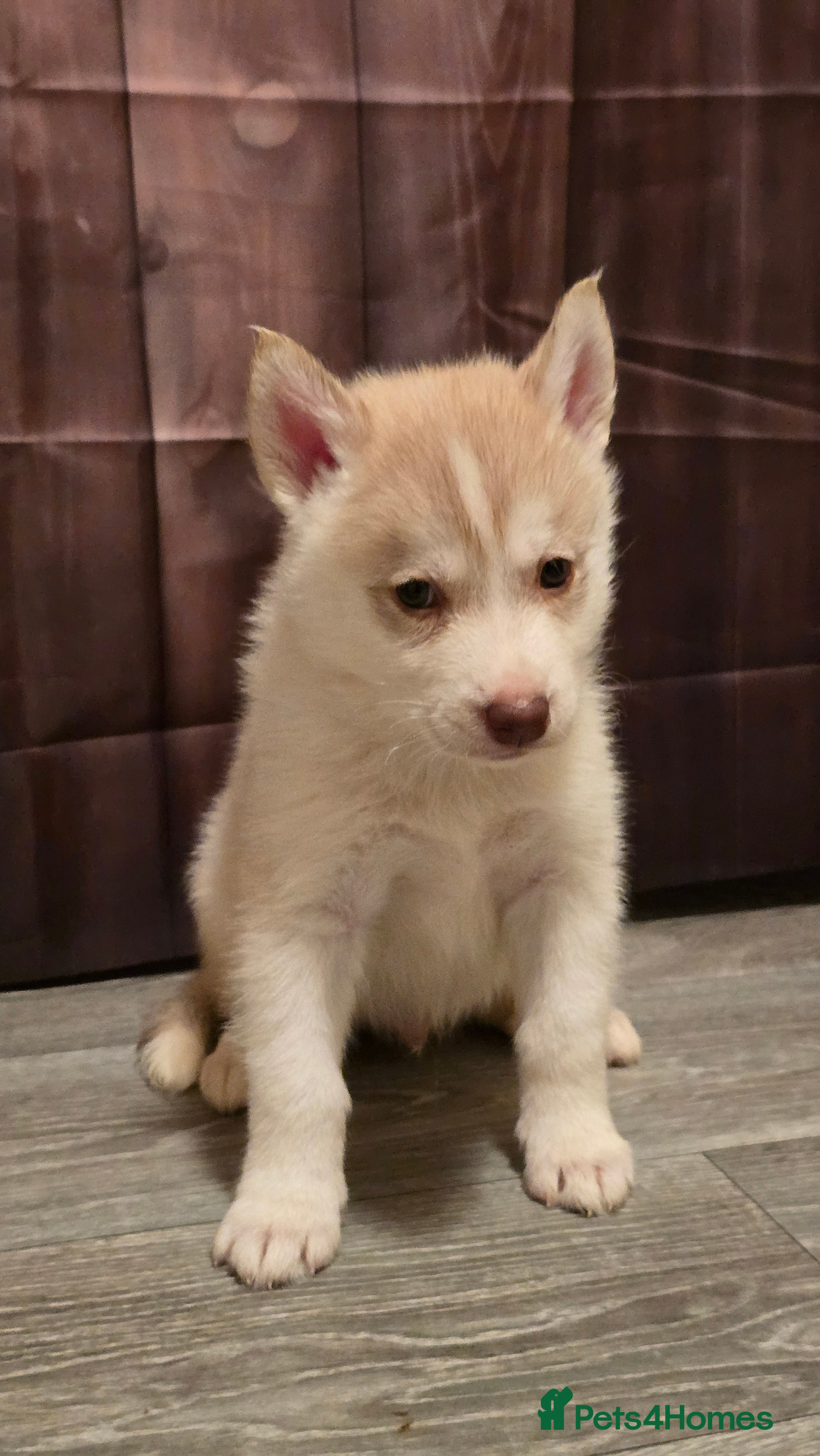 Siberian Husky dogs 7 Beautiful Siberian Husky puppies - Advert 2