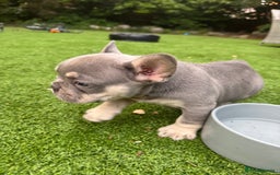 French Bulldog dogs for sale: Blue/fawn french bulldog boys with blue eyes 🐾💙 - Image 9