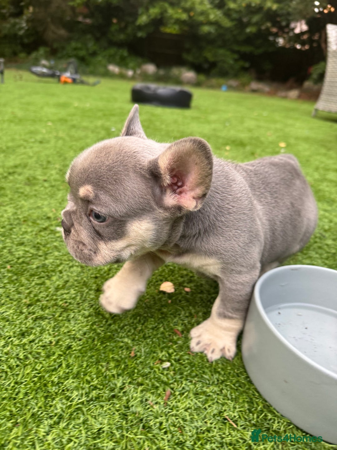 French Bulldog dogs for sale: Blue/fawn french bulldog boys with blue eyes 🐾💙 - Image 9