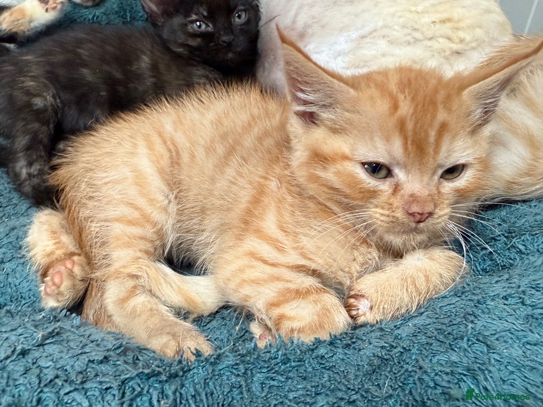 Devon Rex cats for sale: Adorable first generation permitted outcross - Image 22