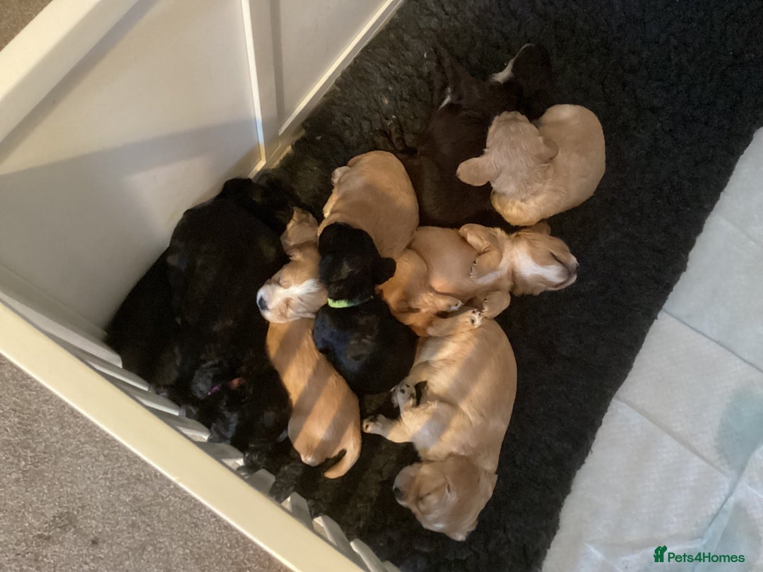 Cocker Spaniel dogs for sale: KC registered working cocker spaniel puppies  - Advert 3