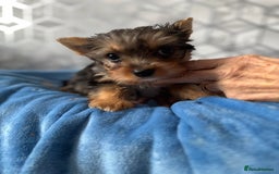 Yorkshire Terrier dogs for sale:  Merle Yorkshire terrier puppies  - Image 33