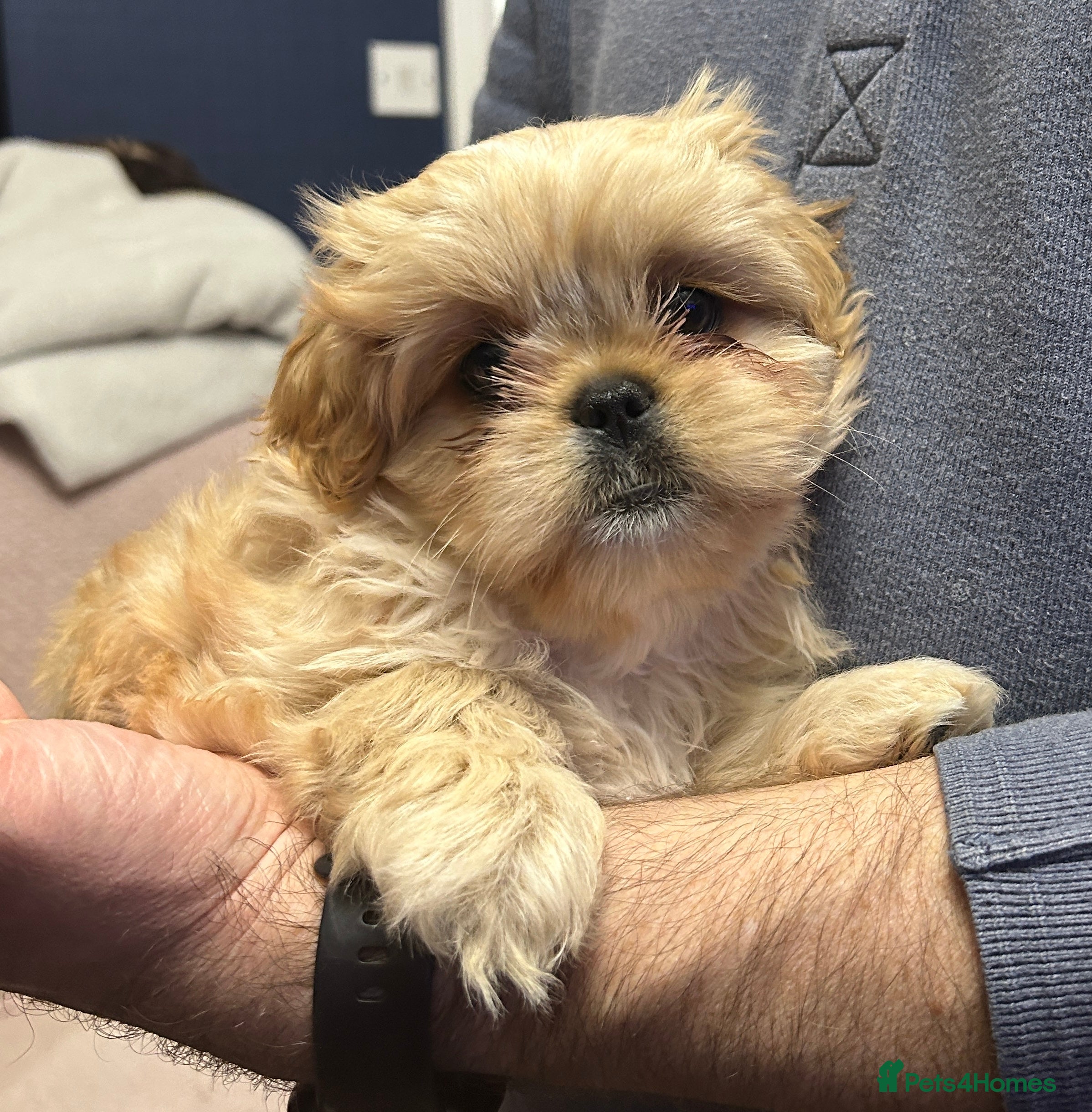 Mixed Breed dogs Cavapoo cross puppies - cuddly peekapoo pups  - Advert 3