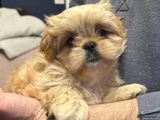 Mixed Breed dogs Cavapoo cross puppies - cuddly peekapoo pups - Advert 3