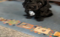 Cockapoo dogs for sale: Last Two Cockapoo Pups  - Image 4