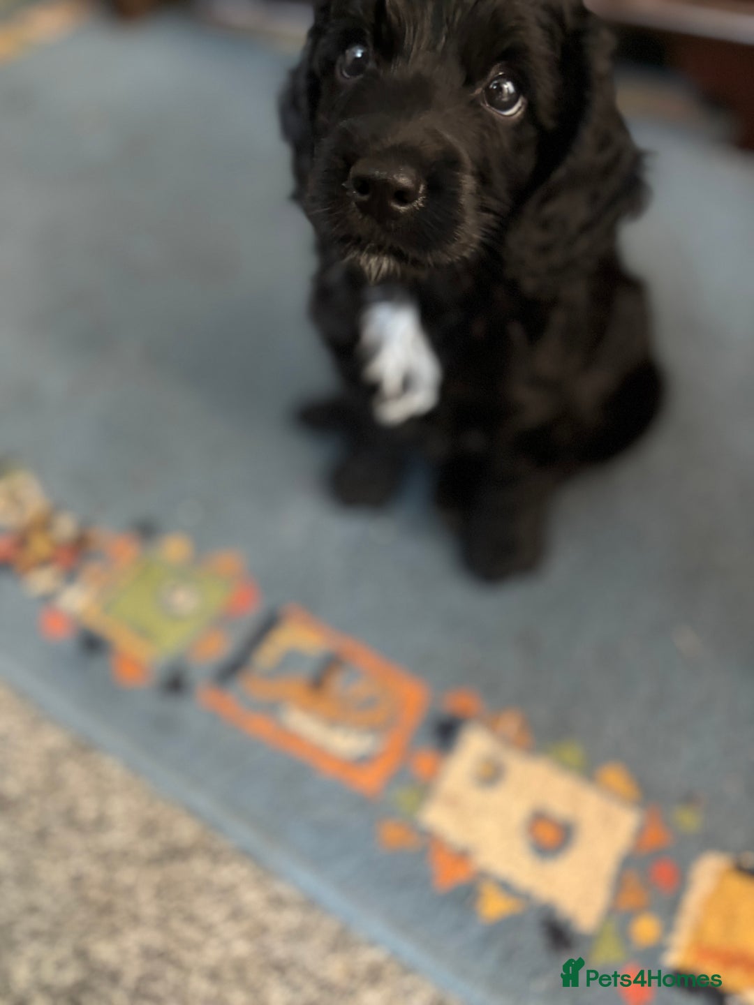 Cockapoo dogs for sale: Last Two Cockapoo Pups  - Image 4