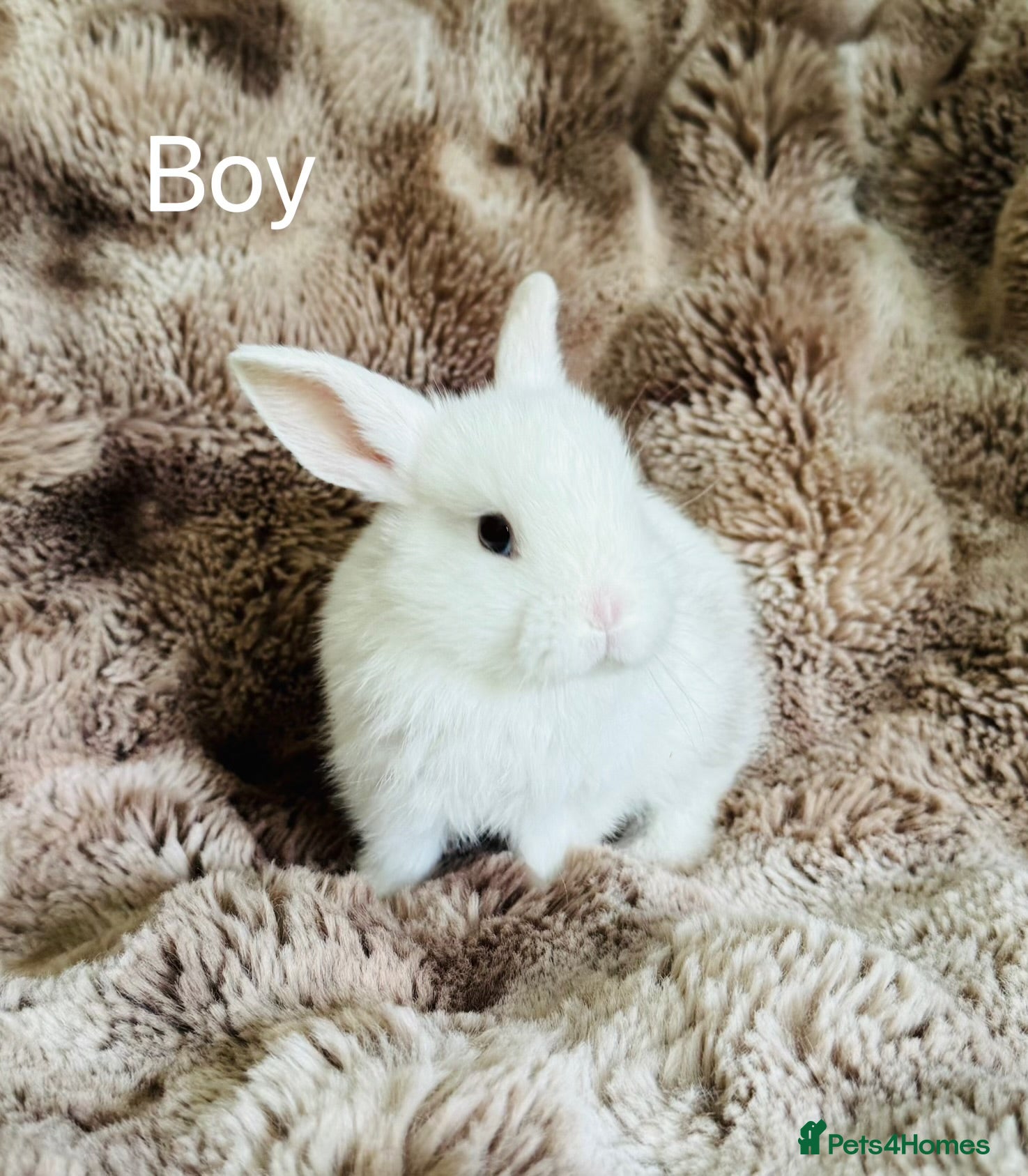 Mixed Breed rabbits Very Friendly Well Handled Bunnies - Advert 5
