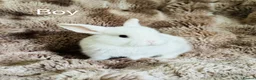 Mixed Breed rabbits for sale: Very Friendly White Baby Bunny  - Advert 1