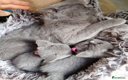 Brazilian Shorthair cats for sale: Beautiful blues Bristh short hair - Image 30