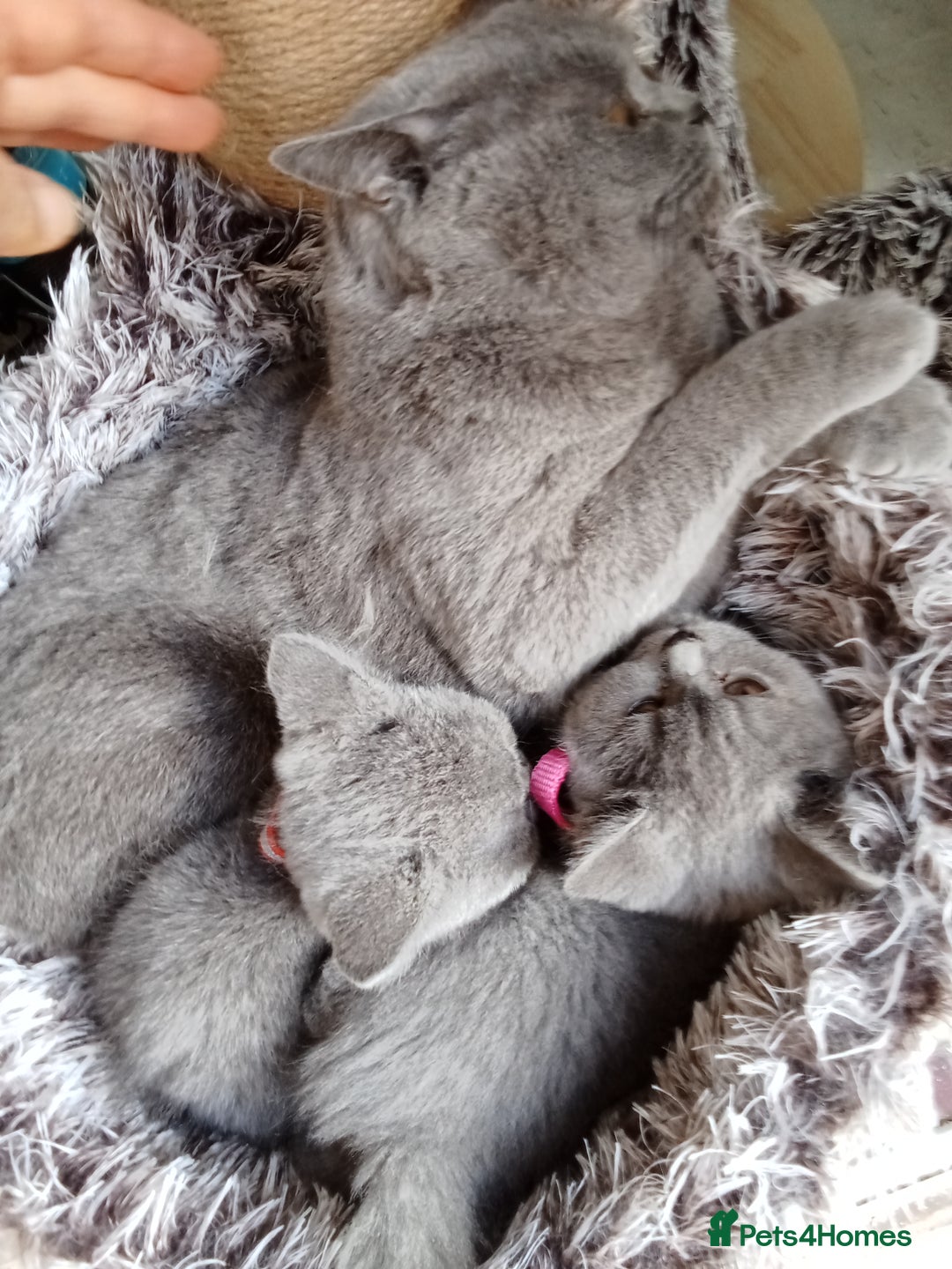 Brazilian Shorthair cats for sale: Beautiful blues Bristh short hair - Image 30