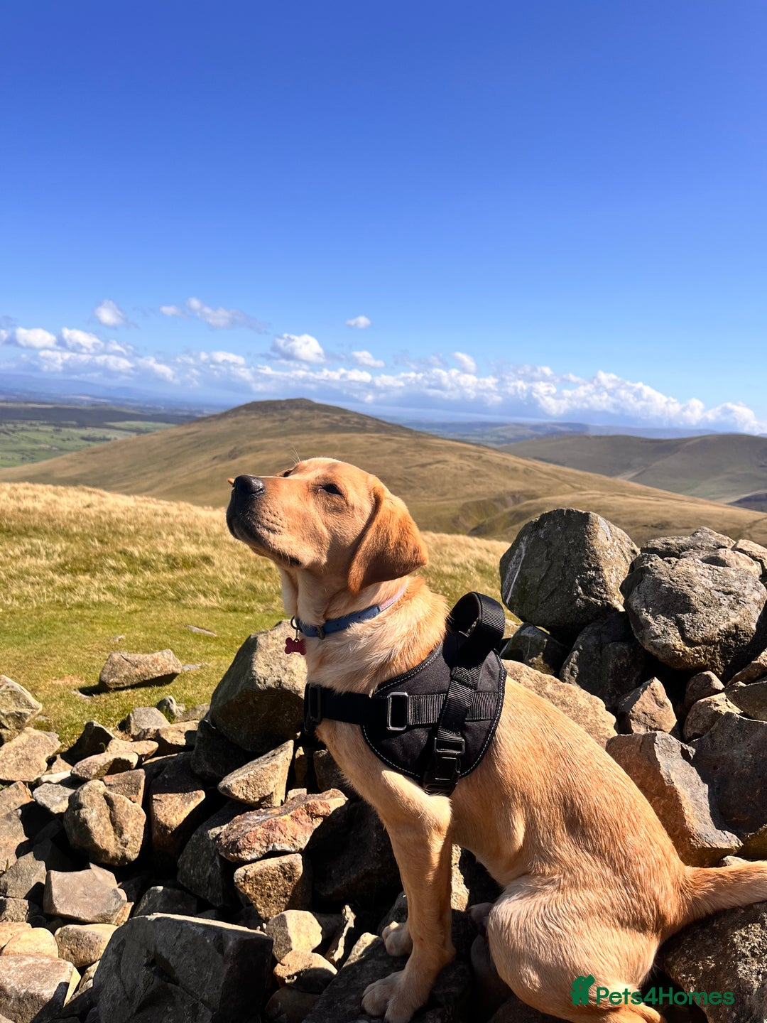 Labrador Retriever dogs for sale: Loving Labrador Daisy Seeking Forever Home - Advert 14