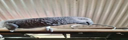 Parrots birds for sale: African greay for sale - Advert 2