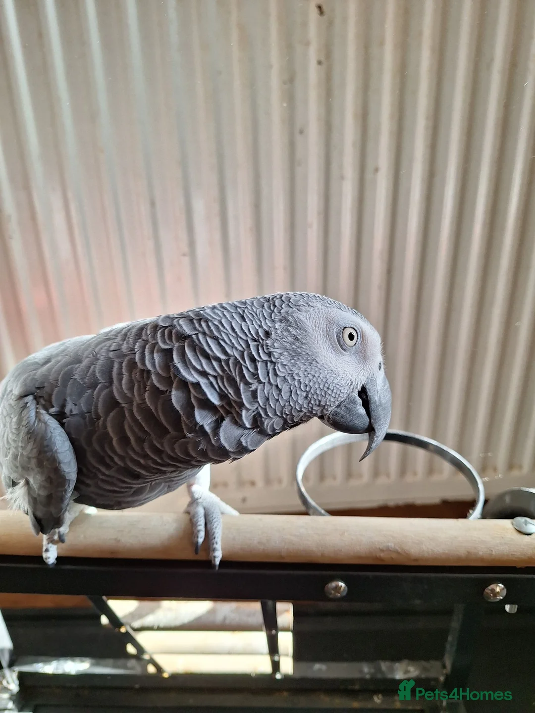 Parrots birds for sale: African greay for sale - Advert 2