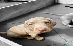 Miniature Dachshund dogs for sale: Miniature Dachshunds  - Image 18
